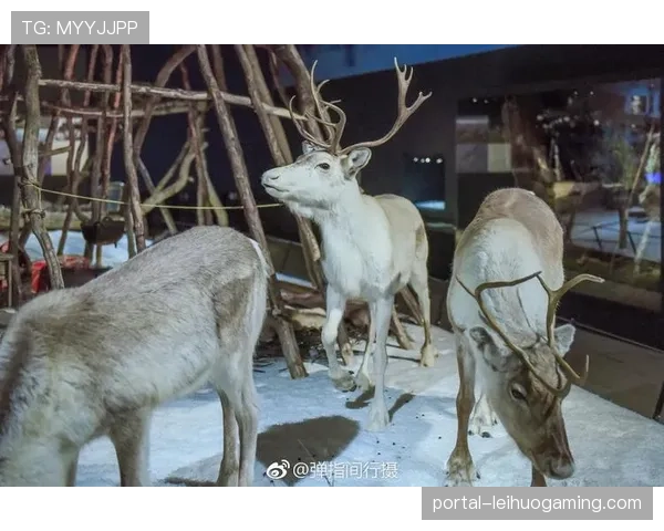 芬兰国家博物馆开设冰球历史特展，展出百年装备与影像